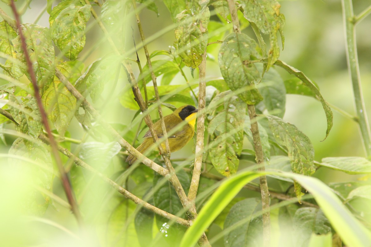 Olive-crowned Yellowthroat - ML617190756