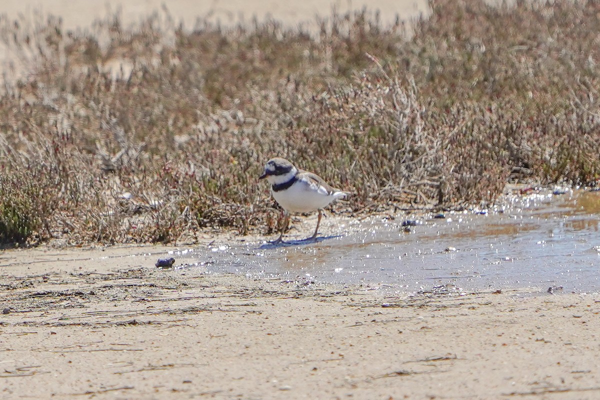 Common Ringed Plover - ML617190820