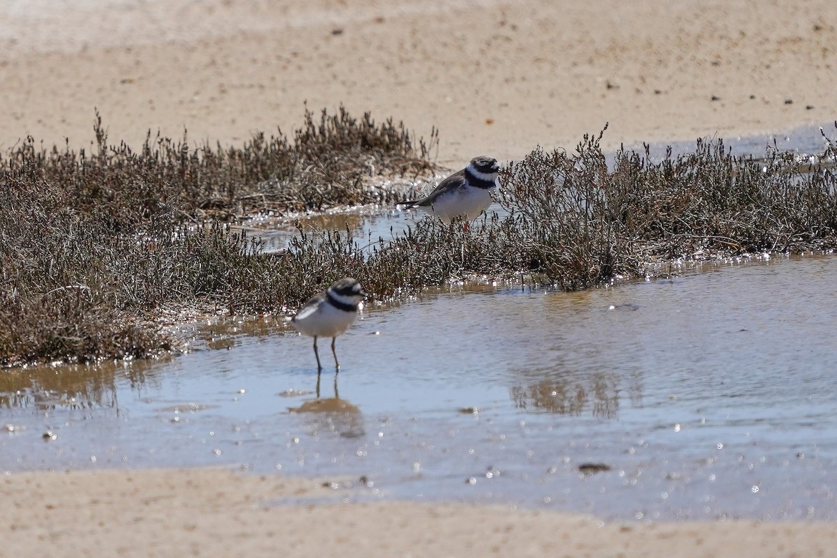 Common Ringed Plover - ML617190821