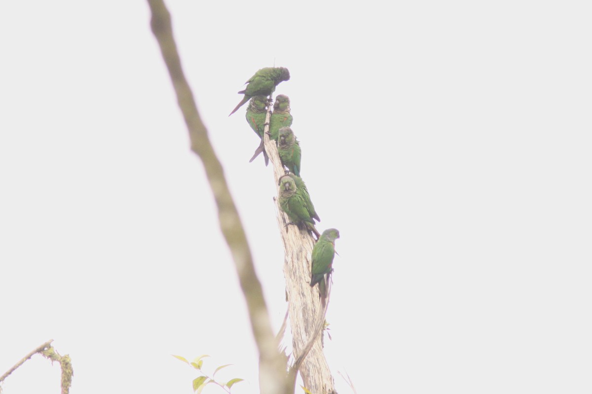 Maroon-tailed Parakeet - ML617190847