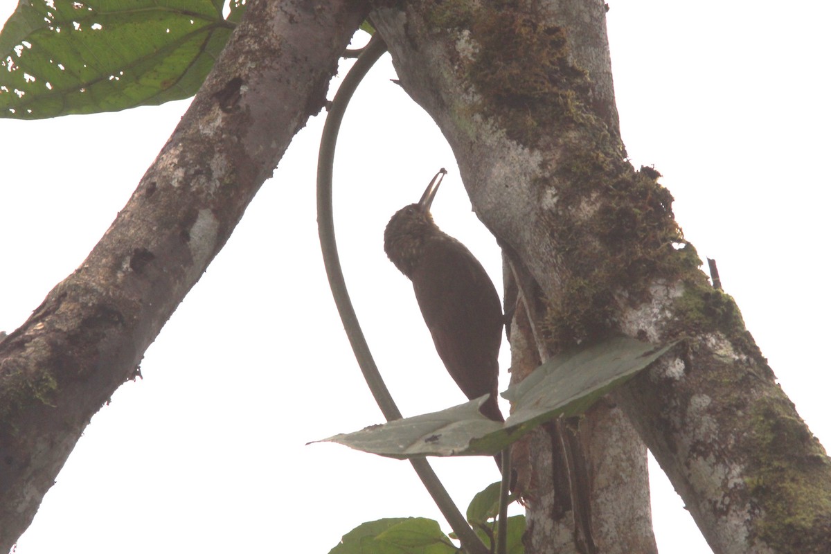 Spotted Woodcreeper - ML617190860