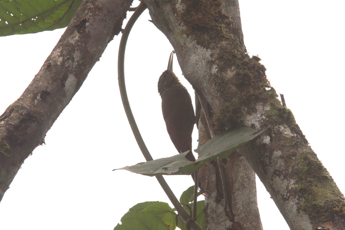 Spotted Woodcreeper - ML617190862