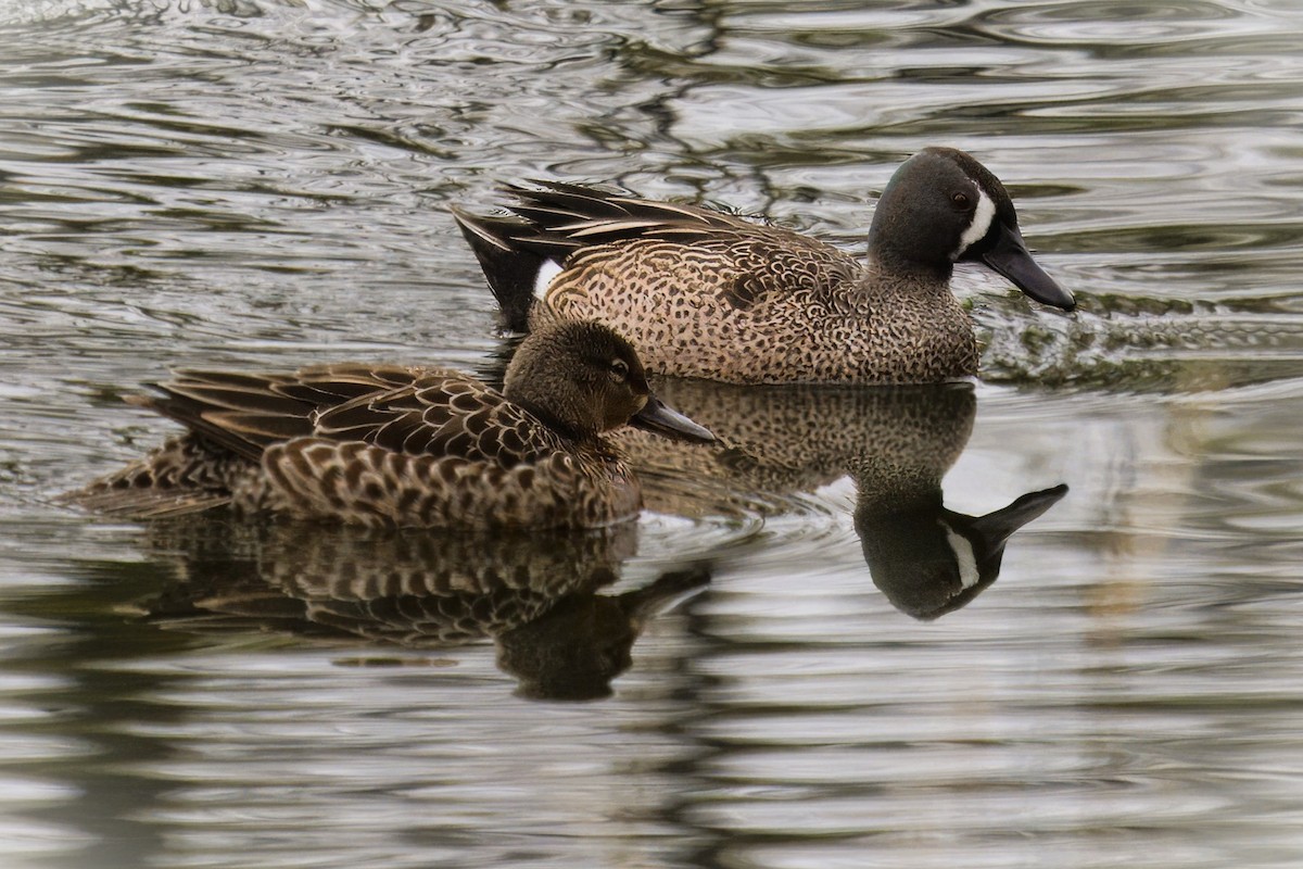 Blue-winged Teal - ML617190870