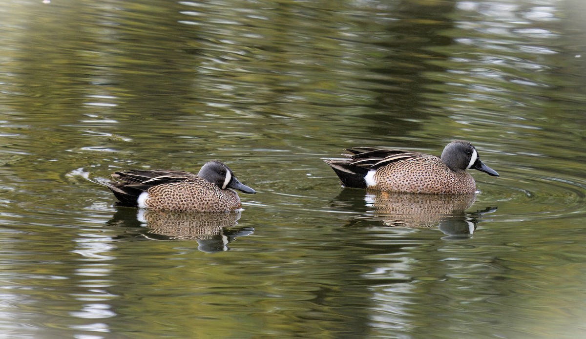 Blue-winged Teal - ML617190872