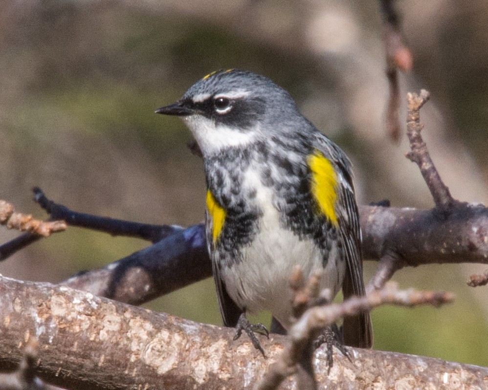 Ebird Checklist - 10 Apr 2024 - 191 Fish Hatchery Road Dorion - 18 Species