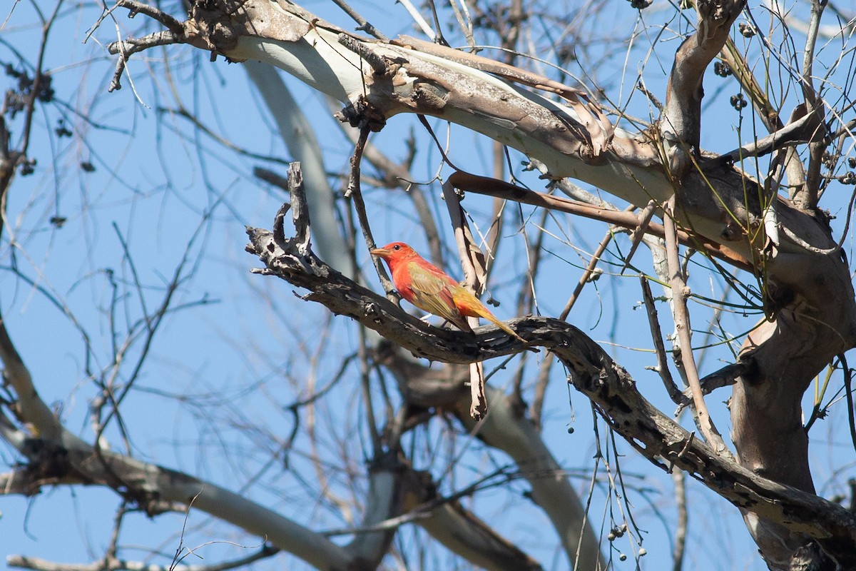Summer Tanager - Nathan French