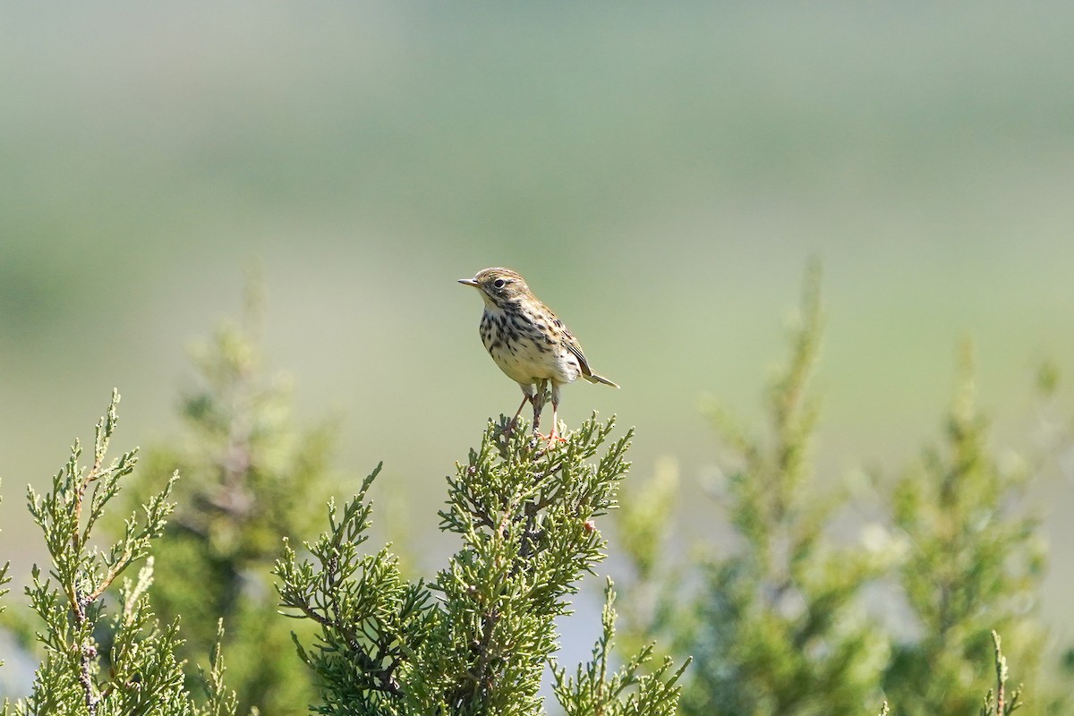 Meadow Pipit - ML617191040