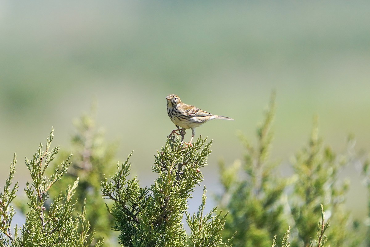 Meadow Pipit - ML617191041