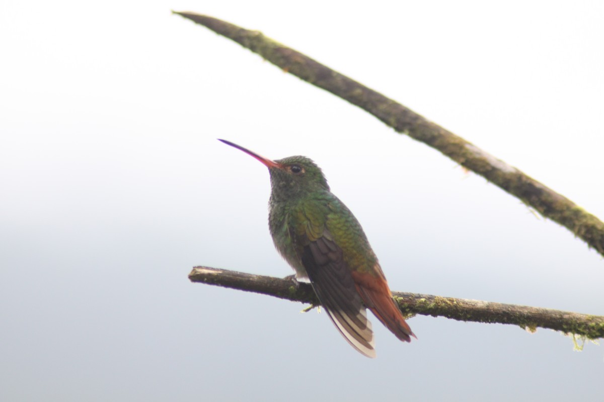 Rufous-tailed Hummingbird - ML617191053