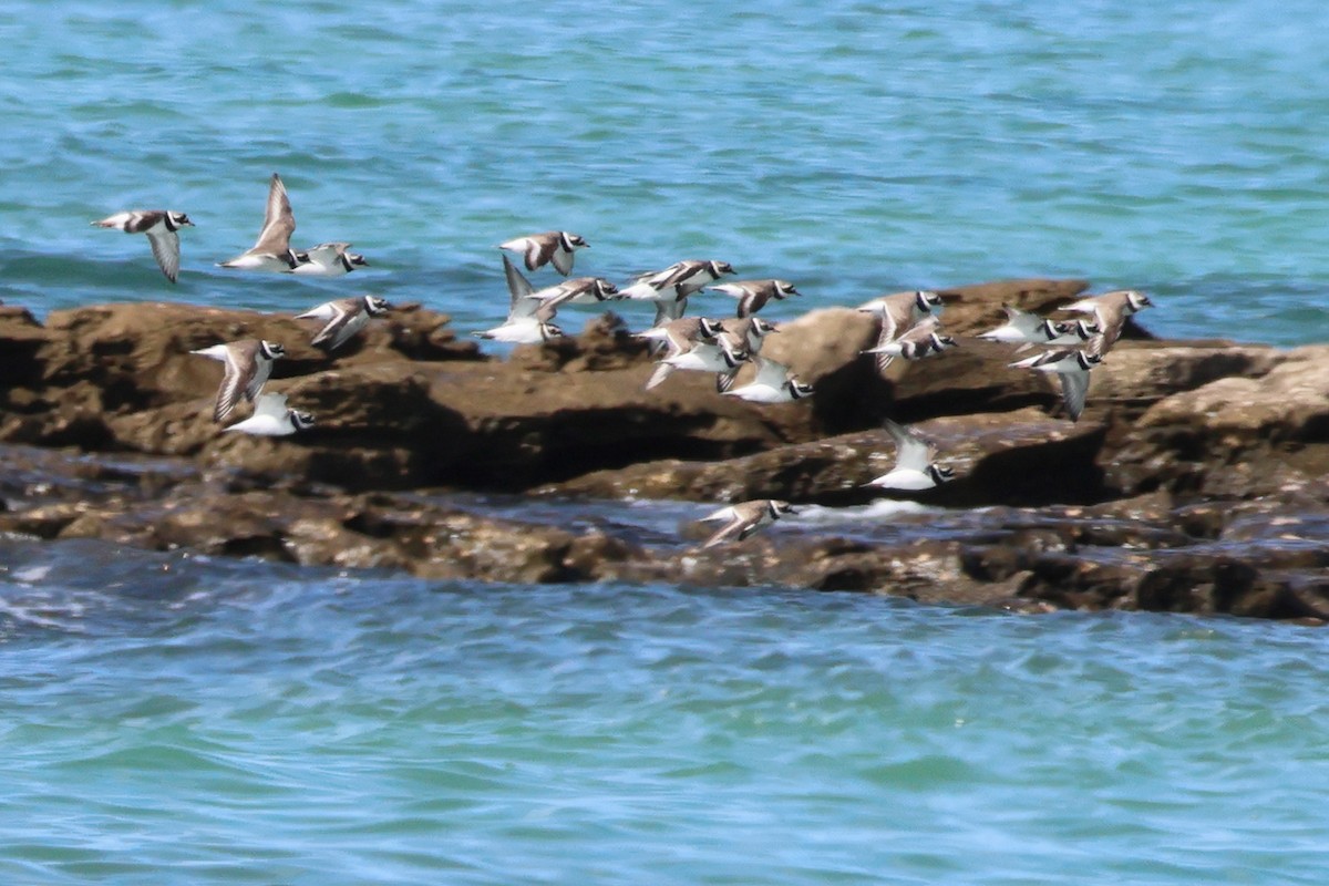 Common Ringed Plover - ML617191070