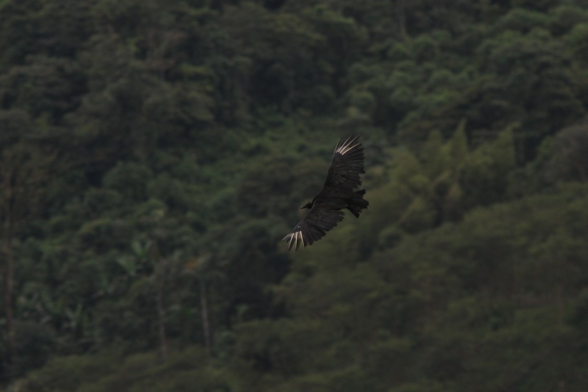 Black Vulture - ML617191132