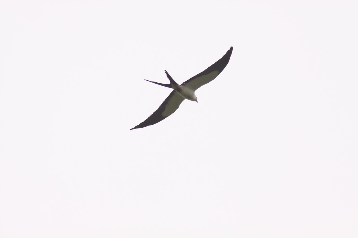 Swallow-tailed Kite - ML617191140
