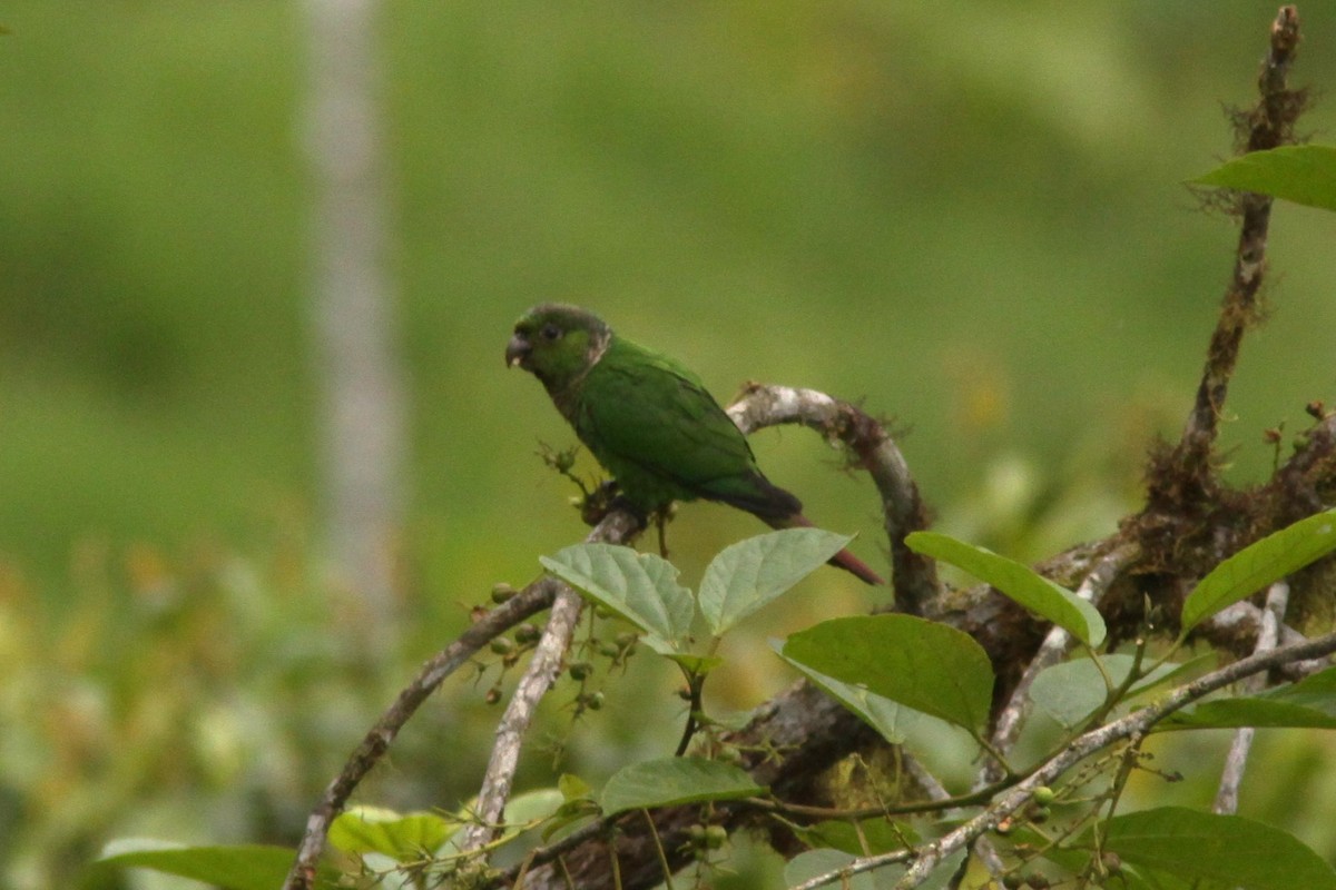 Maroon-tailed Parakeet - ML617191148