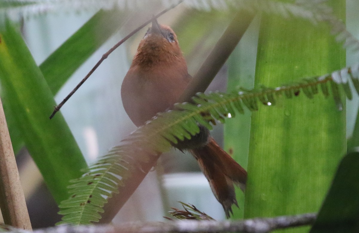 Rusty-headed Spinetail - ML617191166