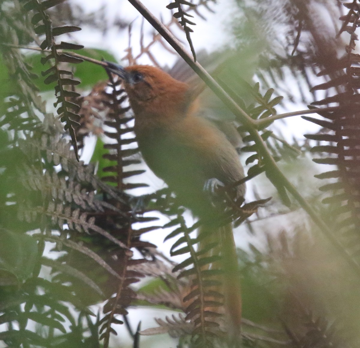 Rusty-headed Spinetail - ML617191168