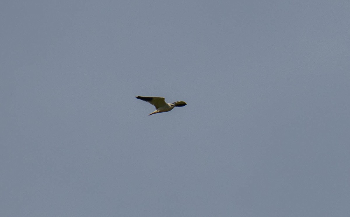Black-winged Kite - ML617191279