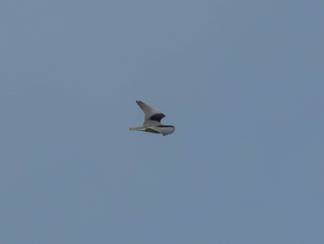 Black-winged Kite - ML617191280