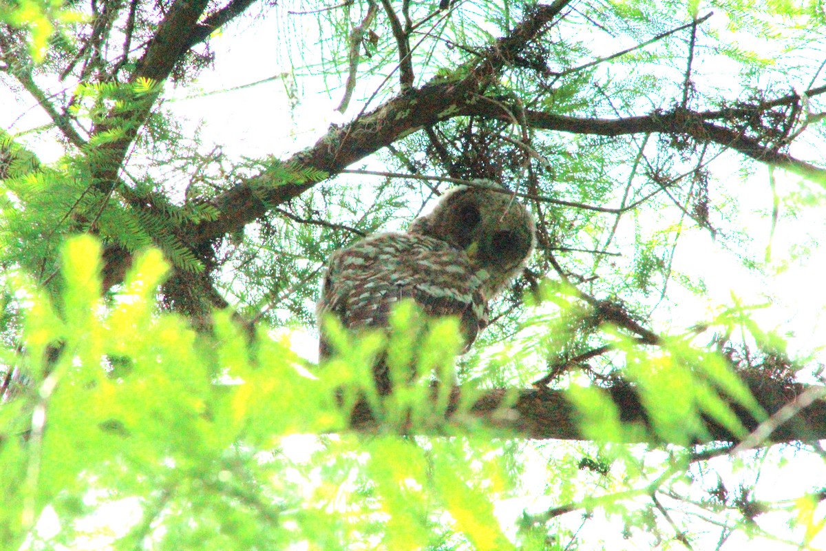 Barred Owl - ML617191285