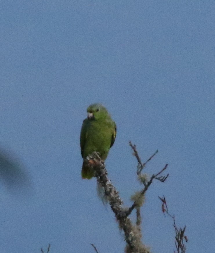 Scaly-naped Parrot - ML617191302