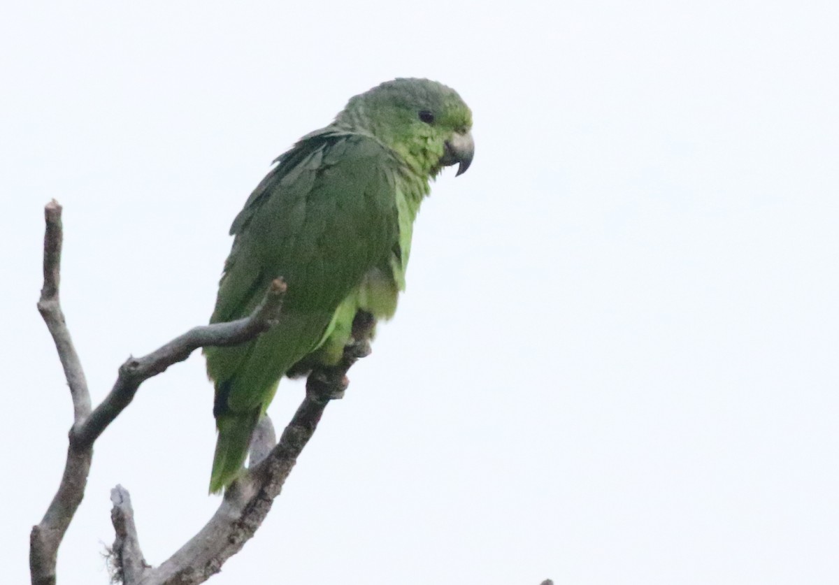 Scaly-naped Parrot - ML617191303