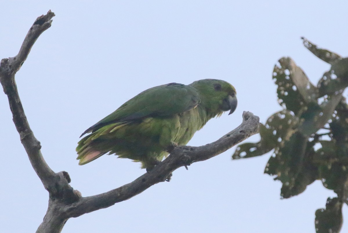 Scaly-naped Parrot - Corey Callaghan