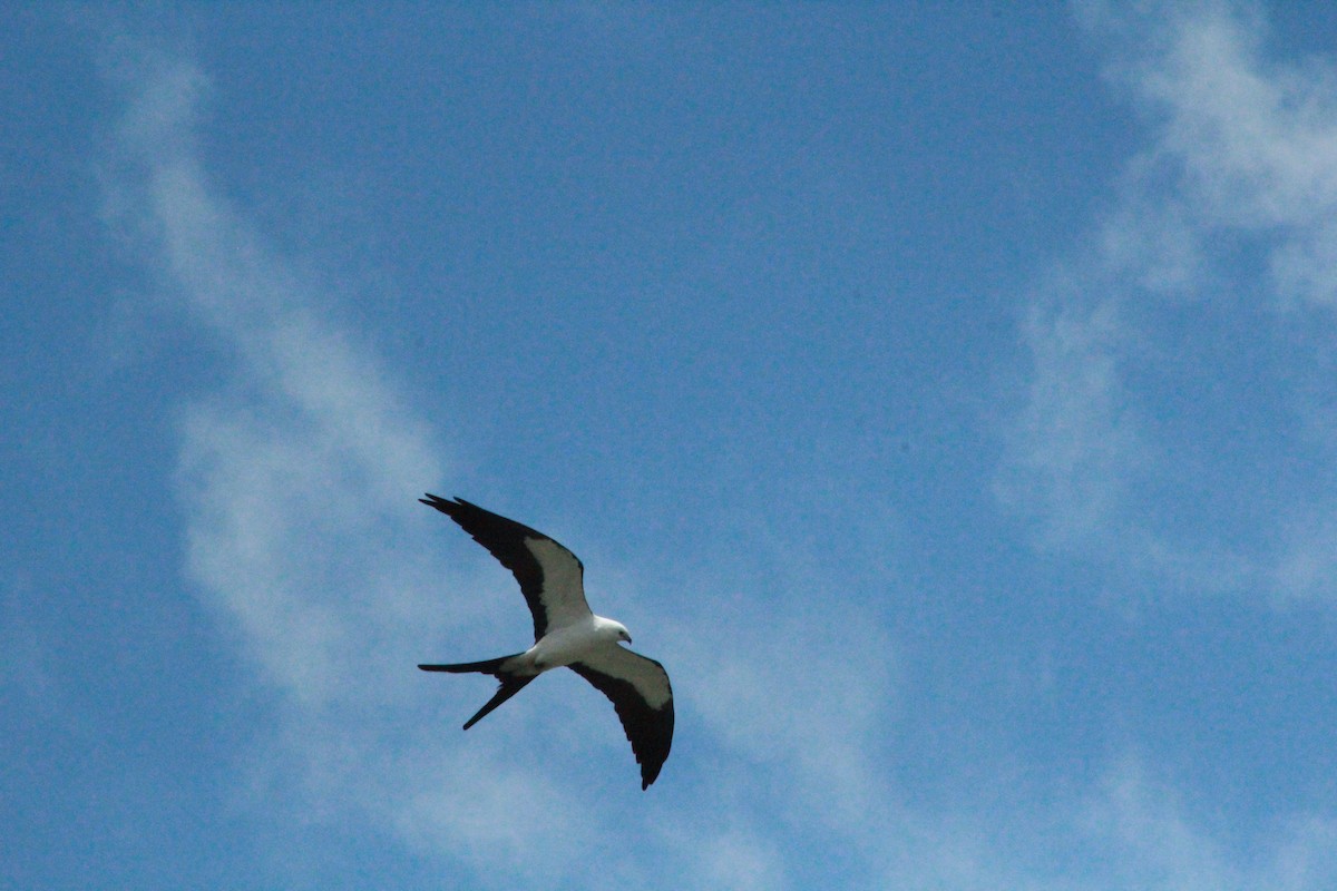 Swallow-tailed Kite - ML617191343