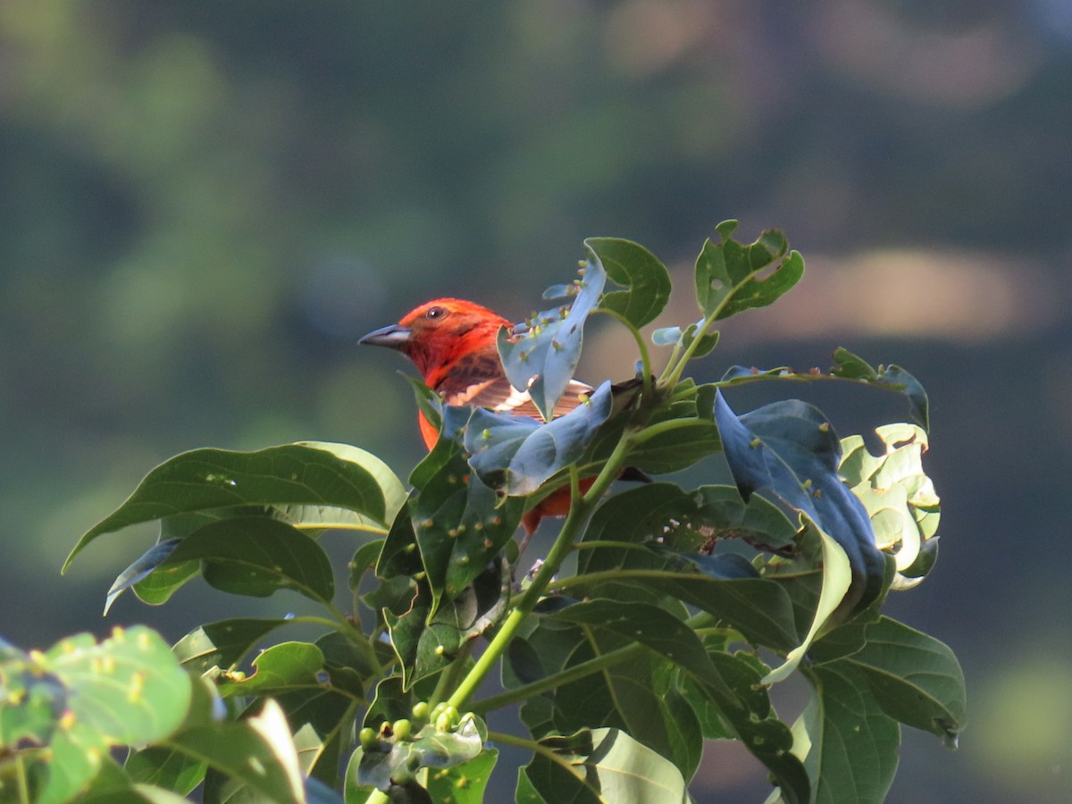 Flame-colored Tanager - ML617191355