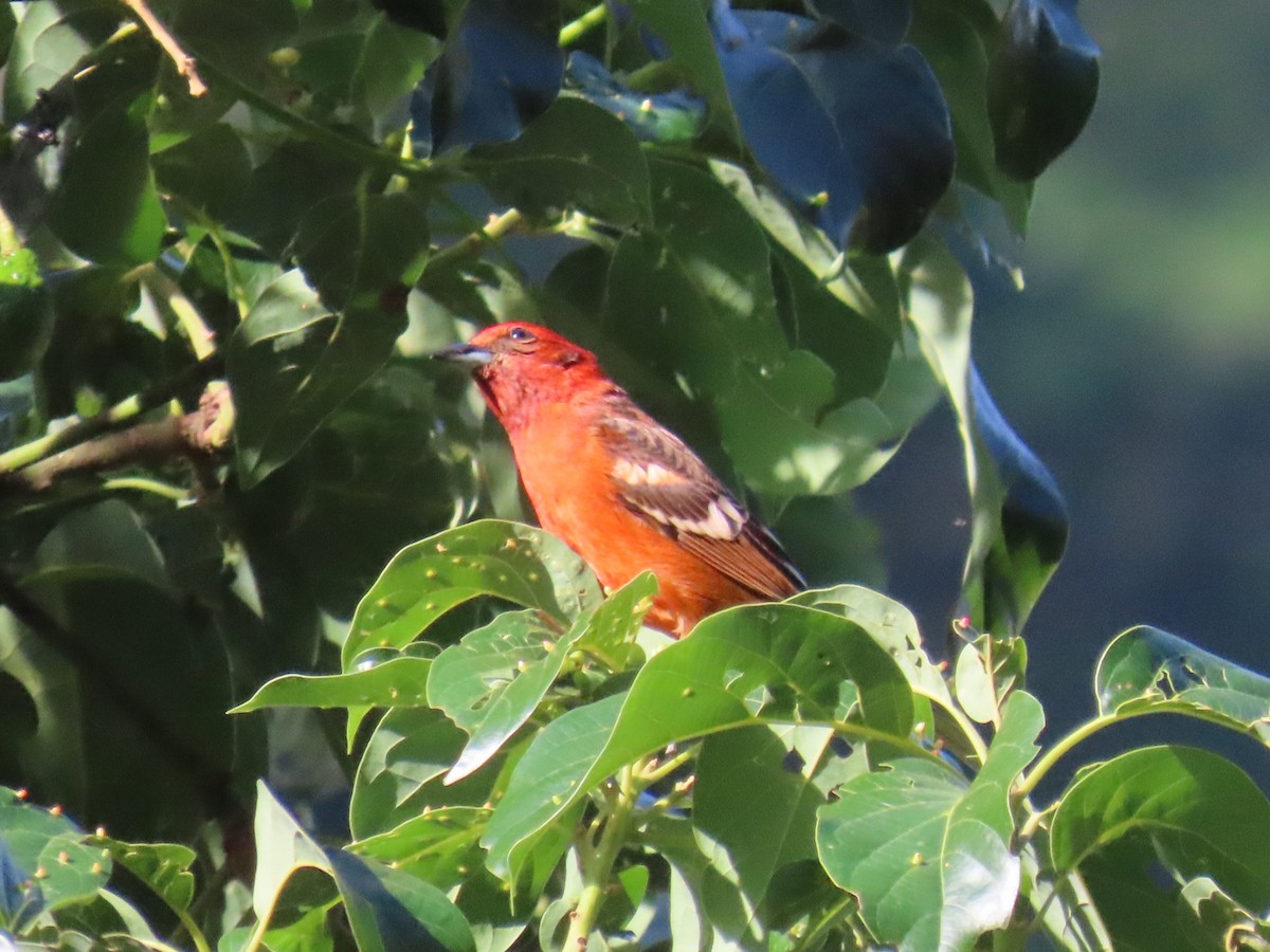Flame-colored Tanager - ML617191356