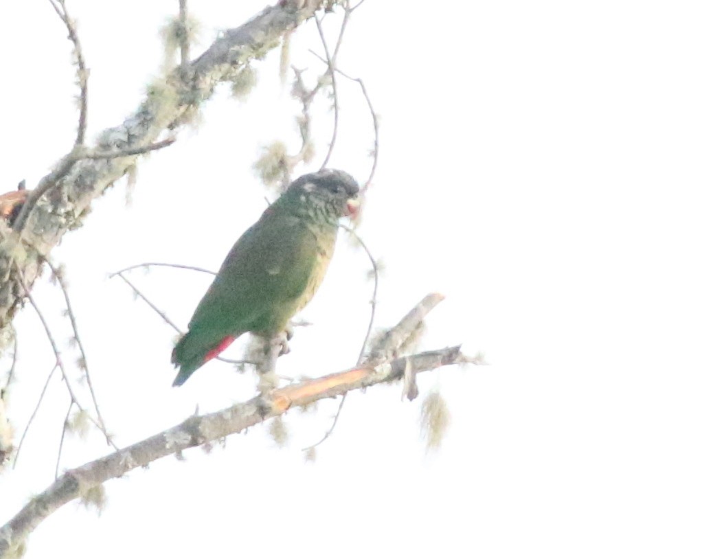 Red-billed Parrot - ML617191359