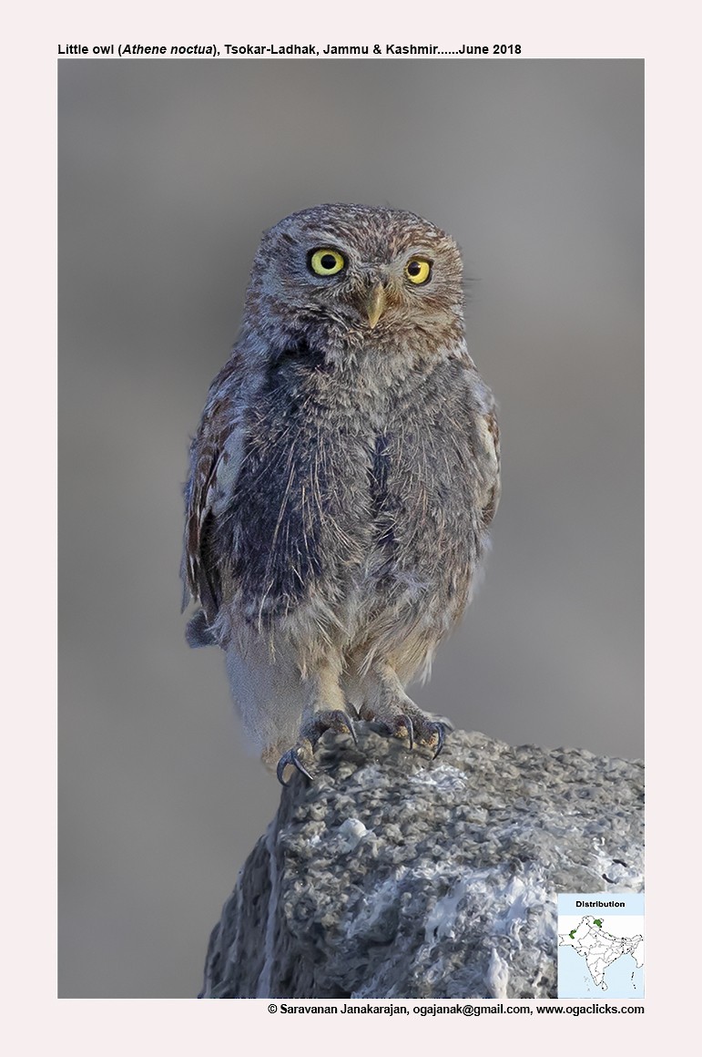 Little Owl - ML617191363