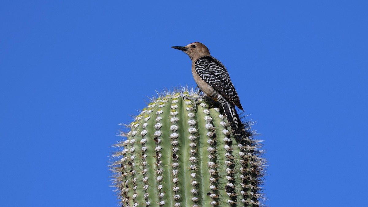 Gila Woodpecker - ML617191378