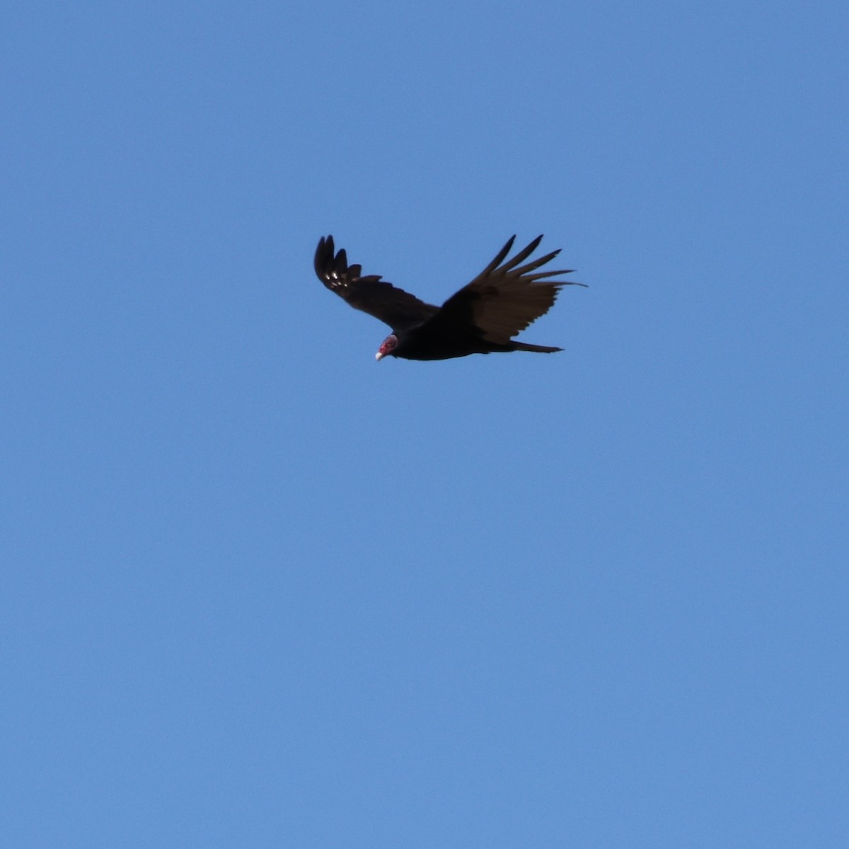 Turkey Vulture - ML617191381