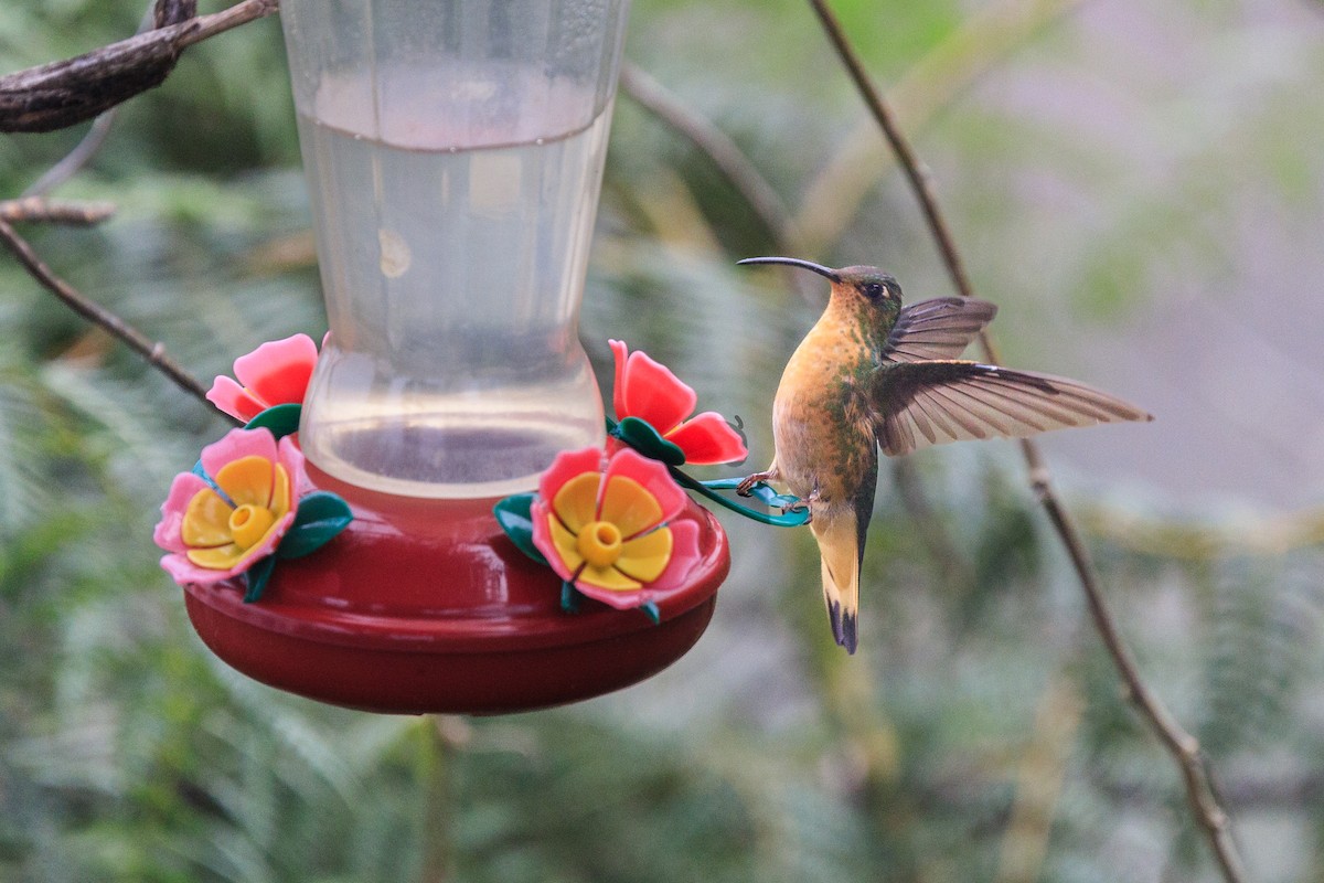 kolibřík aksamitový - ML617191385