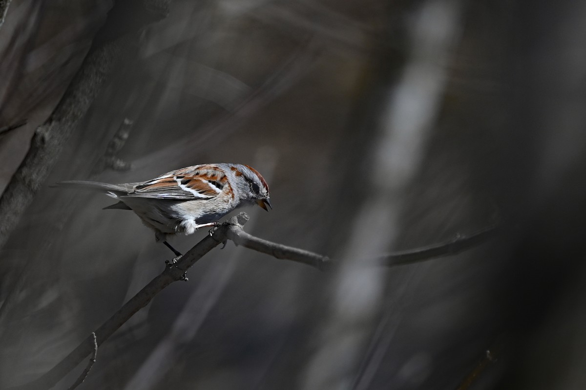 American Tree Sparrow - ML617191448