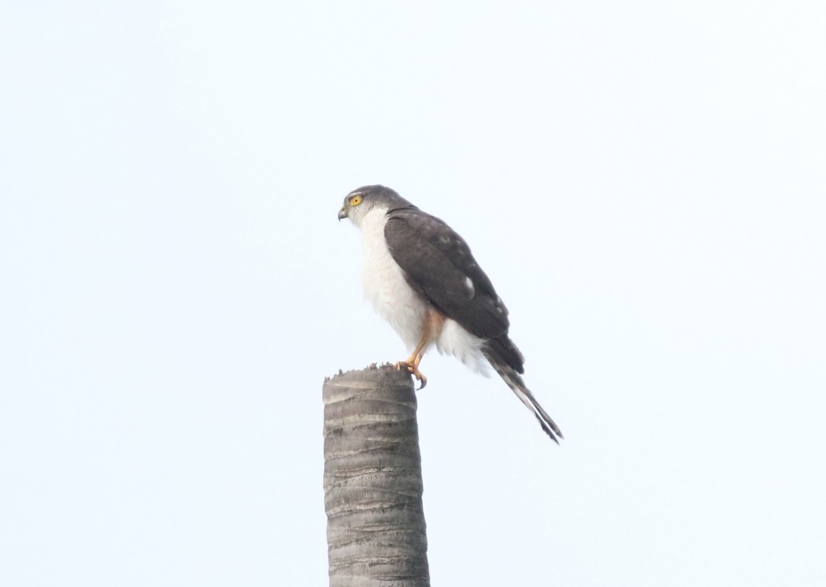 Sharp-shinned Hawk (Plain-breasted) - ML617191561