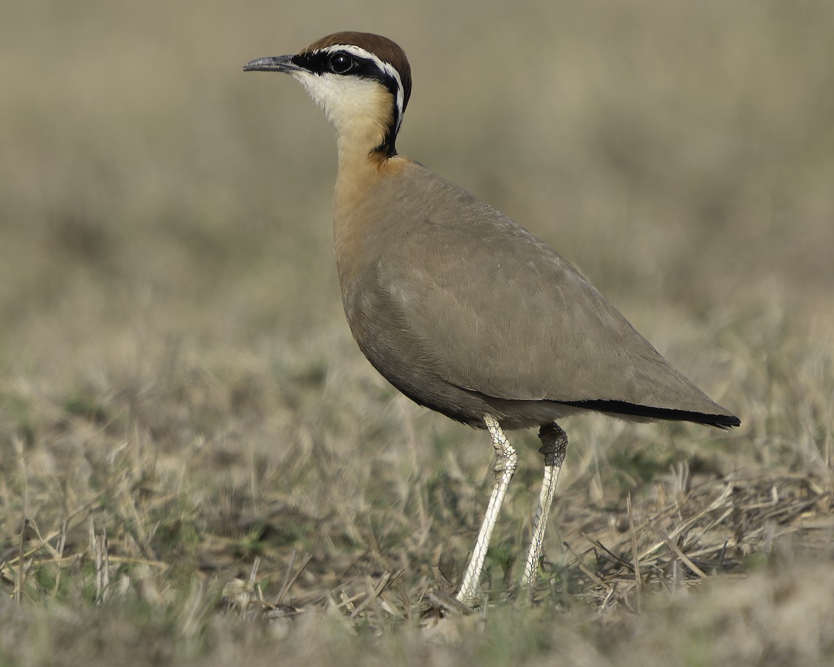 Indian Courser - Grant Price