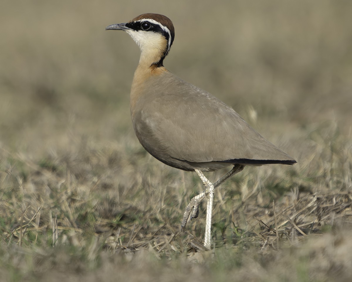 Indian Courser - ML617191638
