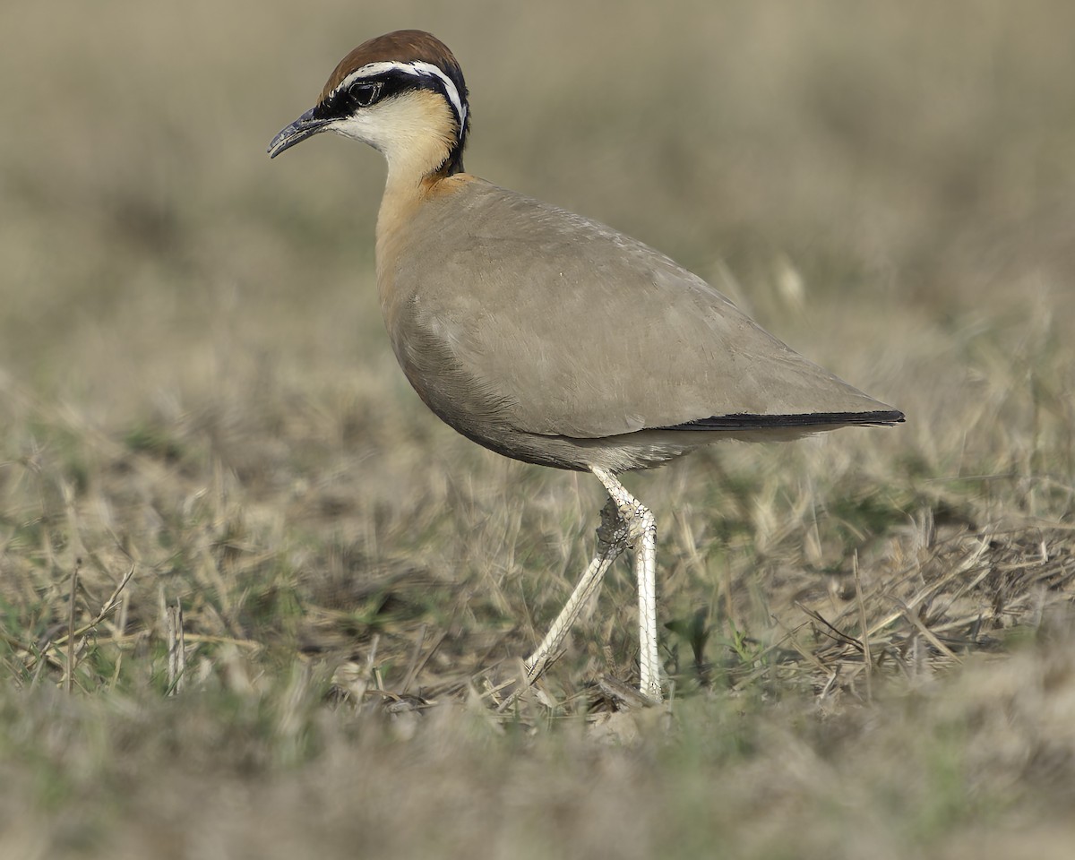 Indian Courser - Grant Price