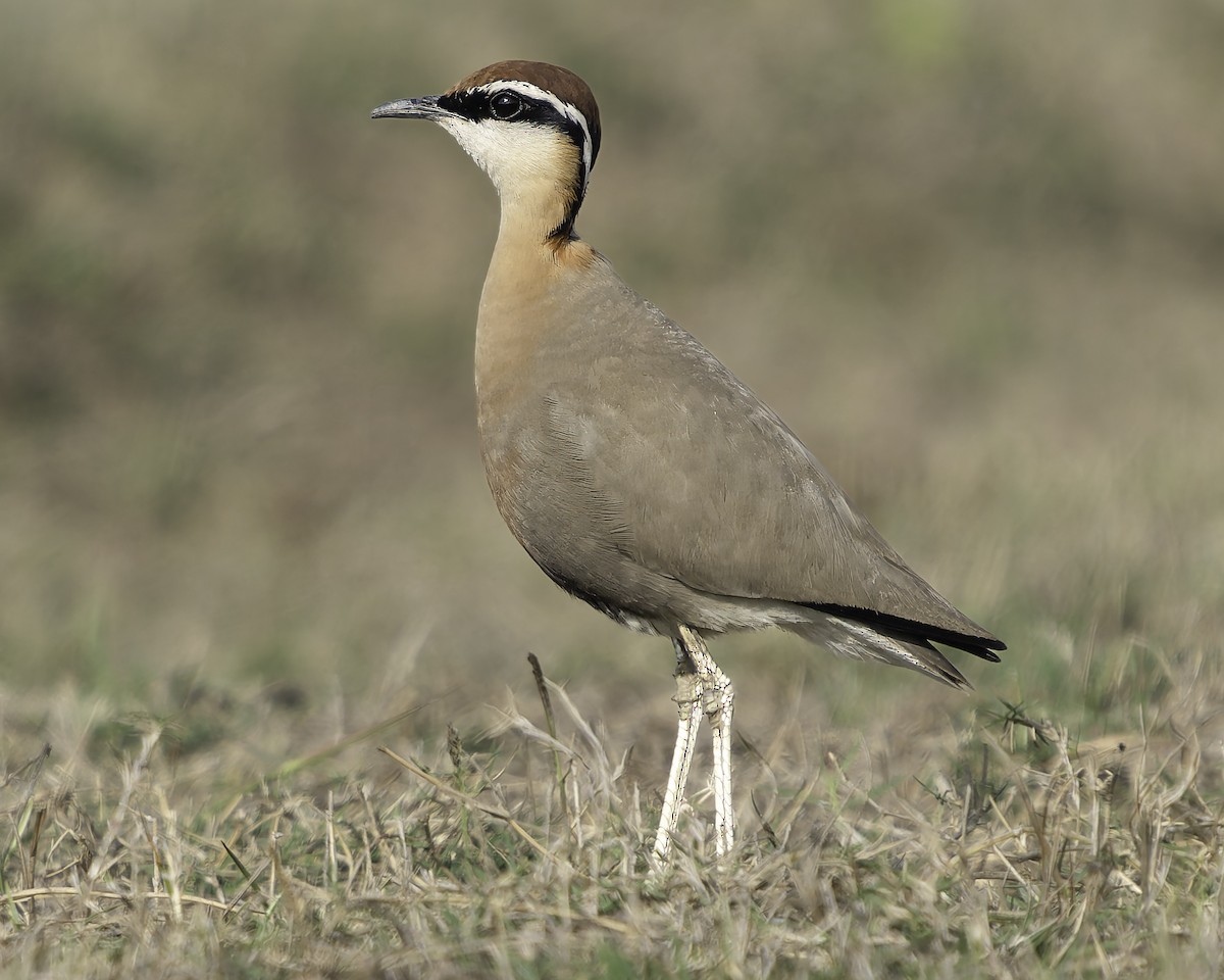 Indian Courser - ML617191641