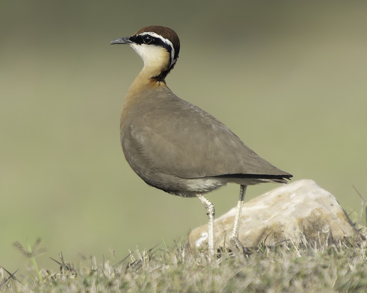 Indian Courser - ML617191642