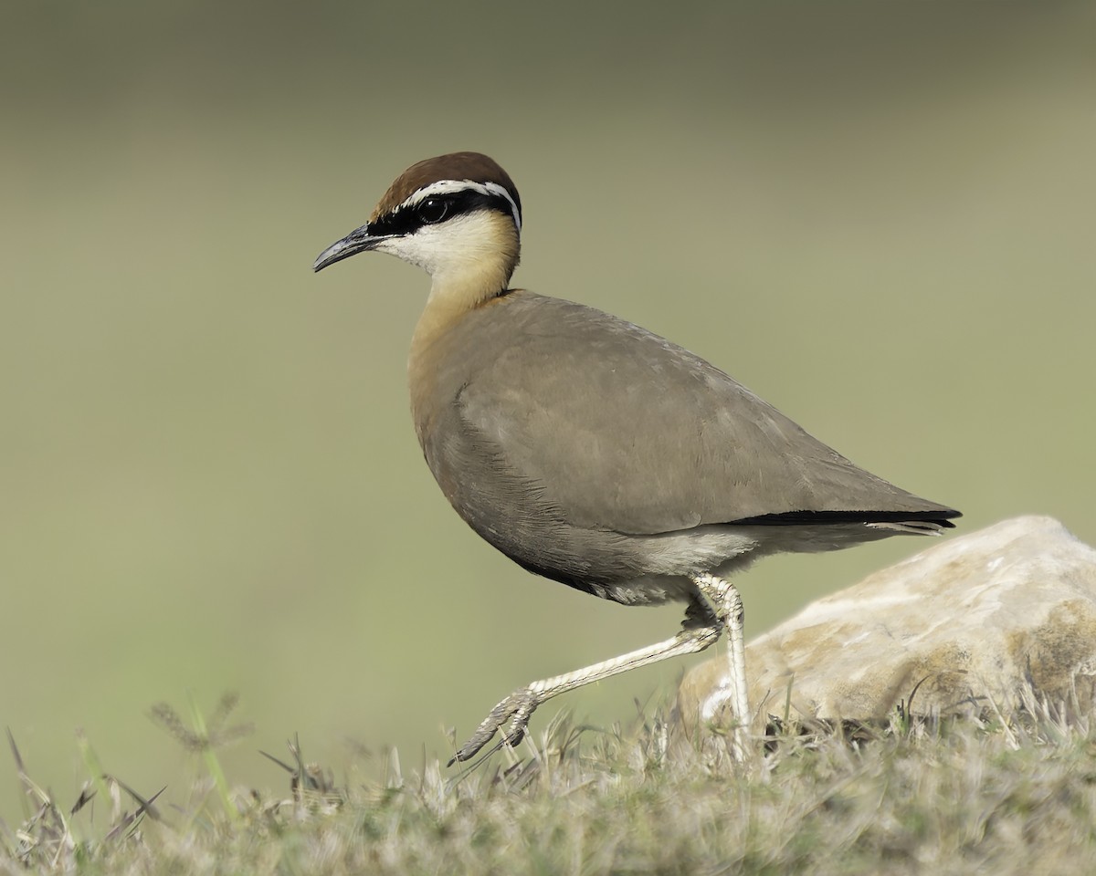 Indian Courser - ML617191643