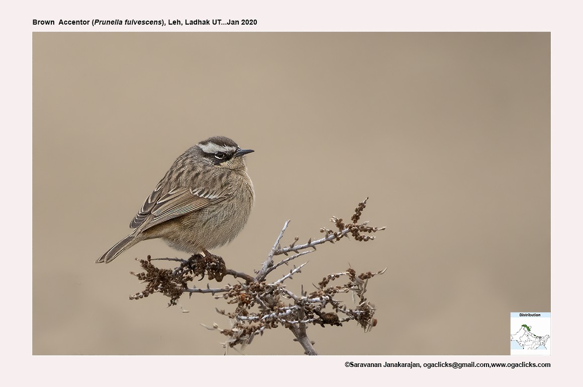 Brown Accentor - ML617191773