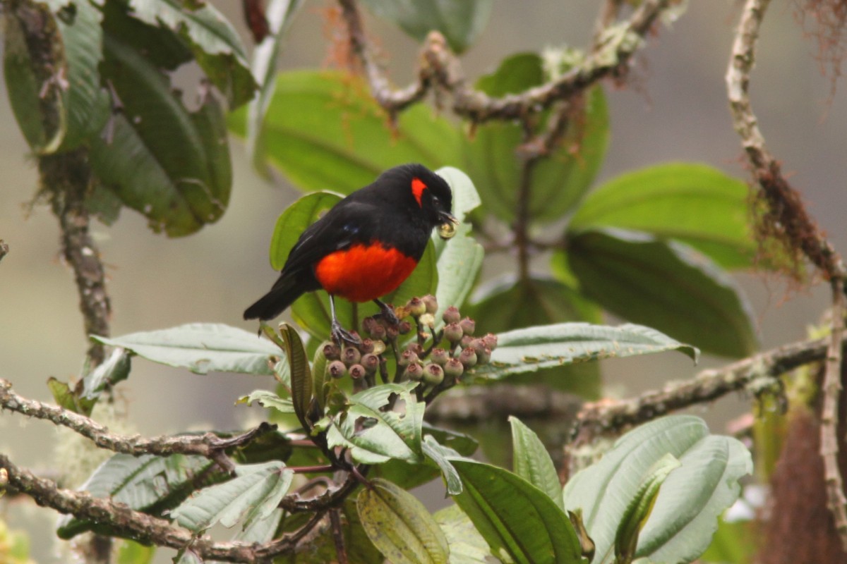 Scarlet-bellied Mountain Tanager - ML617191785