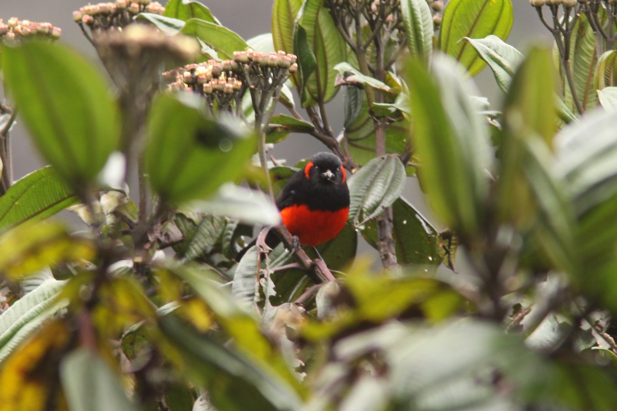 Scarlet-bellied Mountain Tanager - ML617191786