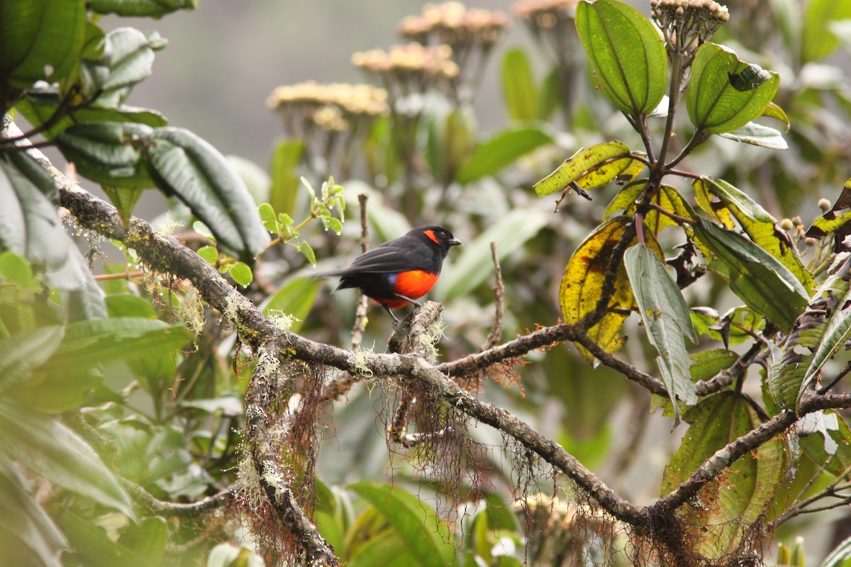 Scarlet-bellied Mountain Tanager - ML617191787