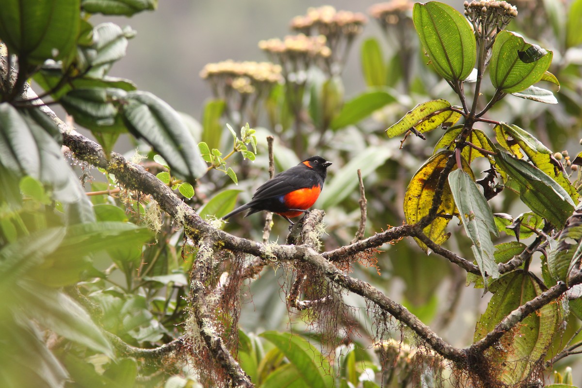 Scarlet-bellied Mountain Tanager - ML617191788