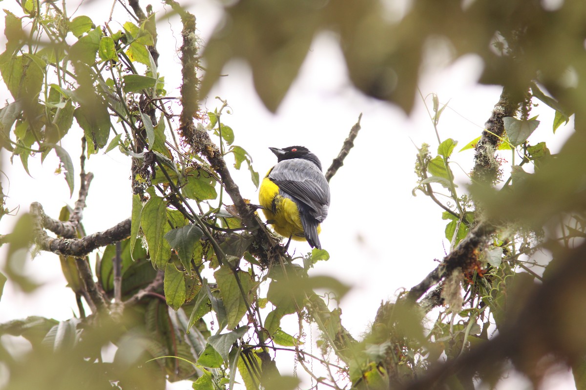 Hooded Mountain Tanager - ML617191797
