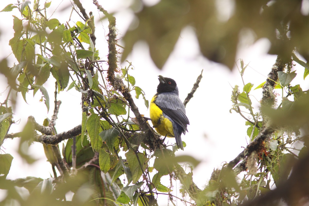 Hooded Mountain Tanager - ML617191798