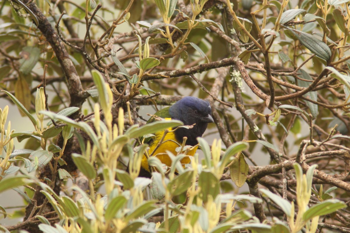 Black-chested Mountain Tanager - ML617191809