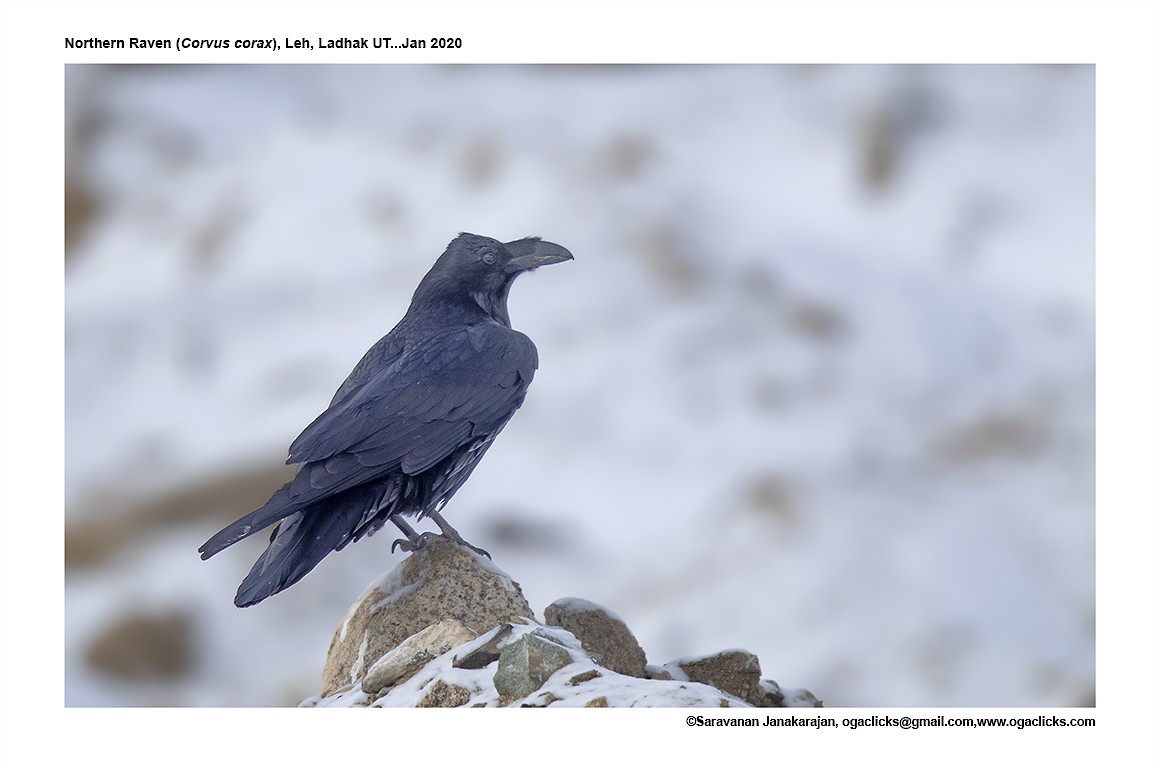 Common Raven - ML617191817